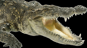 play Push Fulp Into A Pit Of Alligators