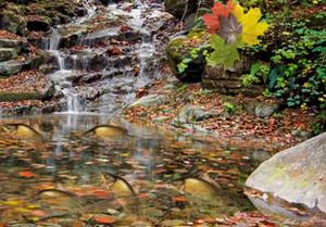 play Colorful Autumn Forest