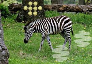 play Zebra Forest Escape