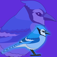 play Fg Cute Blue Jay Rescue