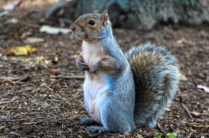 play The Backyard Squirrel: Ist Das Futter?