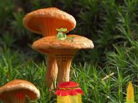 play Mushroom Plant Land Escape