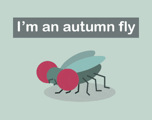 play I'M An Autumn Fly