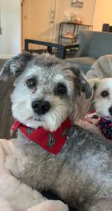 play A Dogs Journey