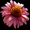 play Echinacea Sim 2023