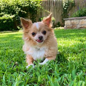play Day In The Life Of Mustache The Dog