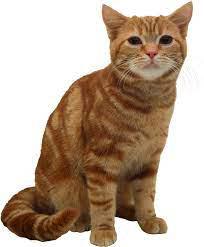 play Cat Game 2!!