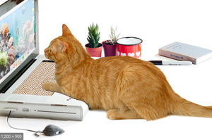 play Cat Petter 1000