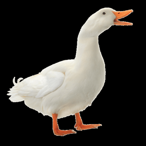 play Duck