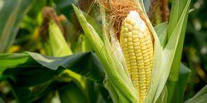 play Corn Maze