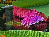 play Flower Victoria Rain Forest Escape