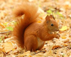 play Squirrel Simulator
