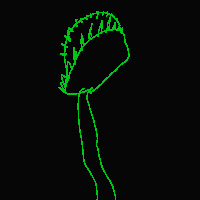 play Carnivore