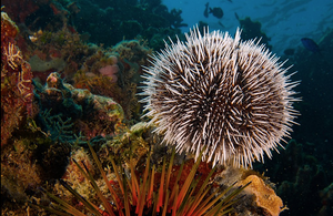 play Echinoidea