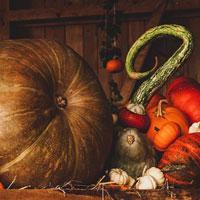 play Big-Thanksgiving Pumpkin Room Escape Html5