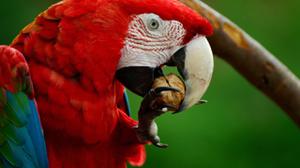 play Fauna Ninja