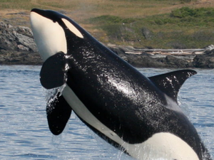 play The Marine Senćoŧen Word Game