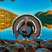 Save The Wild Turkey Html5 game
