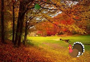 Turkey Autumn Forest Escape