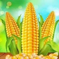 Wow-Giant Corn Land Escape Html5