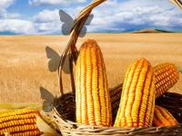 play Giant Corn Land Escape