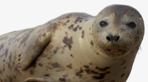 play Club Baby Seals 2