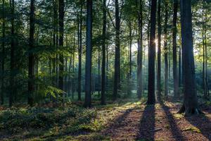 play Into The Woods