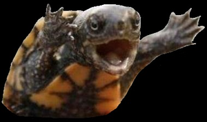 play Wake The Witch Web