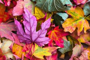 play The Secret Of Autumnal Bridge