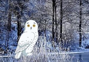 Winter Owl Forest Escape