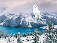 play Winter Owl Forest Escape