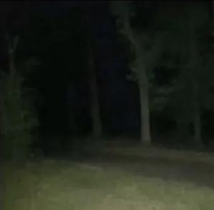 play The Man In The Forest
