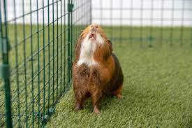 play Guinea Pig Toss