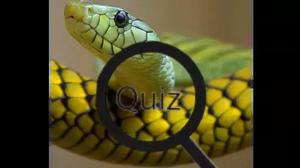 play Wildlife Animal Trivia:Test Your Knowledge!