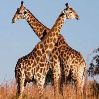 play Giraffe Living Land Escape Html5