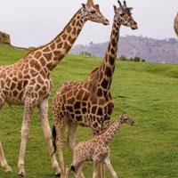 play Wow-Giraffe Living Land Escape Html5