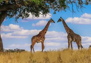 play Giraffe Living Land Escape