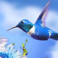 play Wow-Wonderful Humming Bird Land Escape Html5