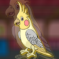 play Fg Cockatiel Bird Escape