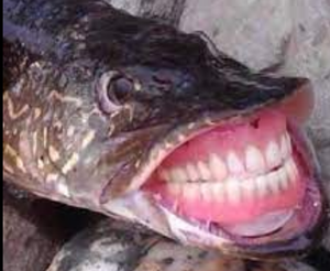 play Master Baiters