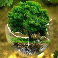 play Big-Nature Of Tree World Escape Html5