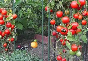 play Tomato Farm Land Escape