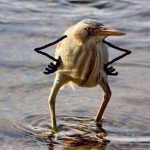 play Florpybird Again