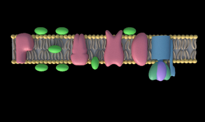 play Atp Synthesis In Mitochondria