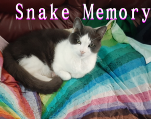 play Snake Memory
