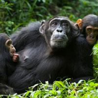 play Big-Funny Chimpanzee Jungle Escape Html5