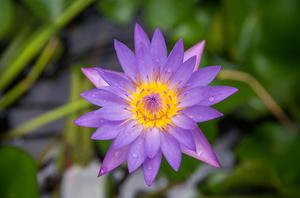 play Two Player Pong [Lotus Flower]