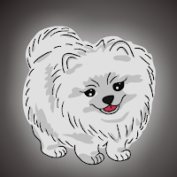 Fg Cute Pomeranian Dog Escape