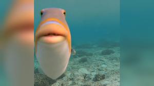 play It'S A Game With A Fish