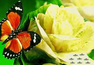 play Friends Butterfly Escape
